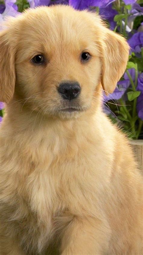 This litter is up to date on shots and medical status. Look at this adorable Golden Retriever puppy. Aren't they ...
