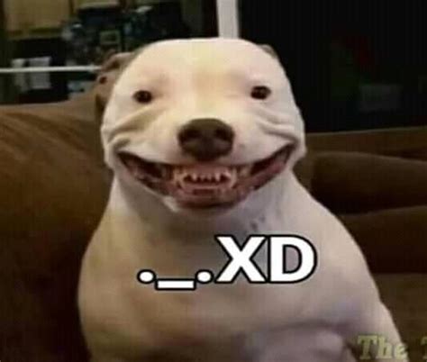 Xd Maddy The Pitbull Perro Xd Know Your Meme