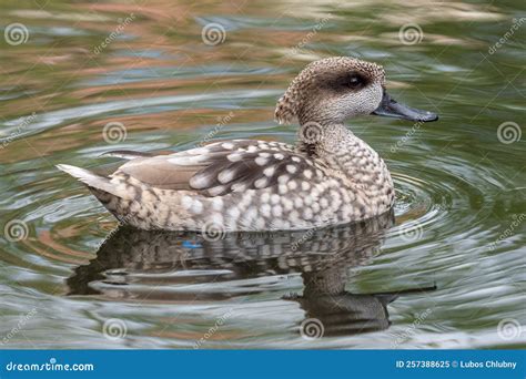 Marbled Duck Or Marbled Teal Marmaronetta Angustirostris Swimming On