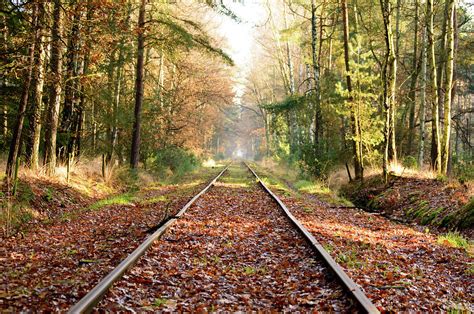 Old Railroad Tracks In Dense Hardwood Forest Photograph By Johan Ferret