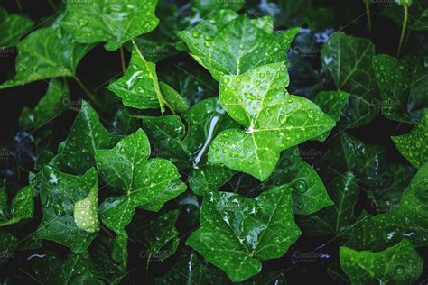 Close Up Photo Of Green Ivy With High Quality Nature Stock Photos