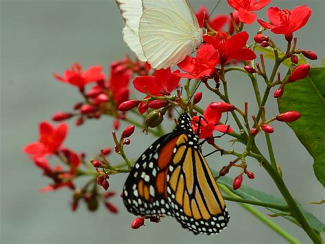 Beautiful Butterfly Photos ~ 521 Entertainment World