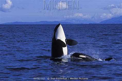 Orca Stock Photo Minden Pictures