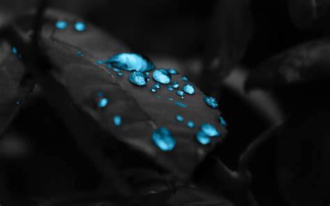 This image is for personal desktop wallpaper use only, commercial use is prohibited, if you are the author and find this image is shared without your permission, dmca report. Black Leaves Blue Drops 4K Wallpaper - Best Wallpapers