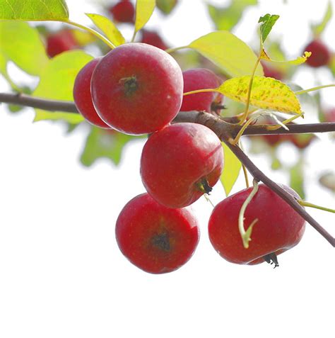 Chinese Pearleaf Crabapple Fruits Information Wiki Fandom