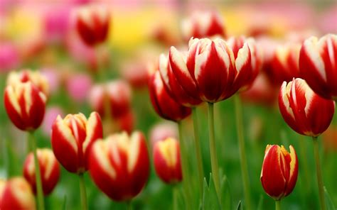 Spring Tulips Wallpaper Desktops Wallpapersafari