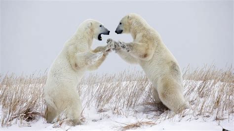 What Is A Polar Bears Defense Polar Bear Bear Play Fighting