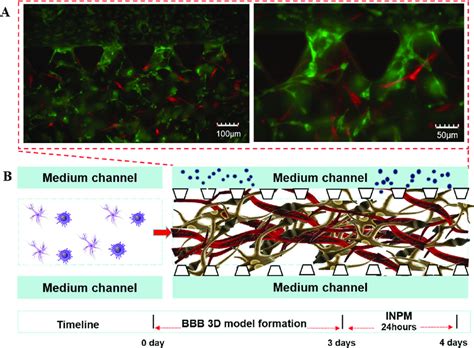 3d Human Blood Brain Barrier In The Microfluidic Chip A Schematic