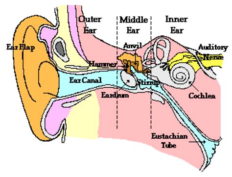 Inner Ear Structures Anatomy