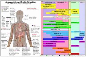 Pdf Appropriate Antibiotic Selection Chart