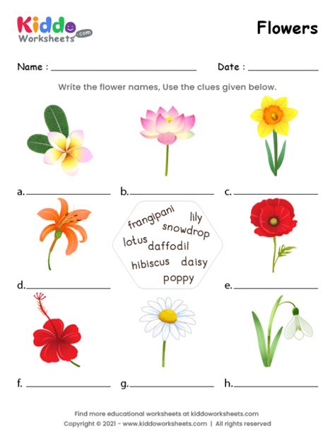Pictures Of Flowers With Names For Kids