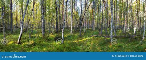 Panorama Of The Autumn Pine Forest In A Rural Place Stock Photo Image
