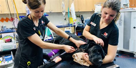 If your pets are unwell or need to get vaccinated, here are some options on where to take them. slider2 24-hour-vet-perth-vet-emergency | Perth Vet Emergency