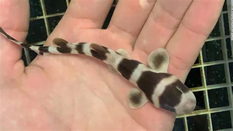 Scientists Bring 97 Baby Sharks To Life Through Artificial Insemination