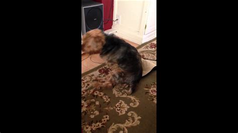 Dog Humps His Own Leg And Smiles Youtube