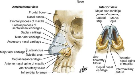 Understanding the anatomy of the temporal bone has always been, is and will be a difcult task for doctors of various specialities: 20: Nasal Fractures: Evaluation and Management | Pocket ...