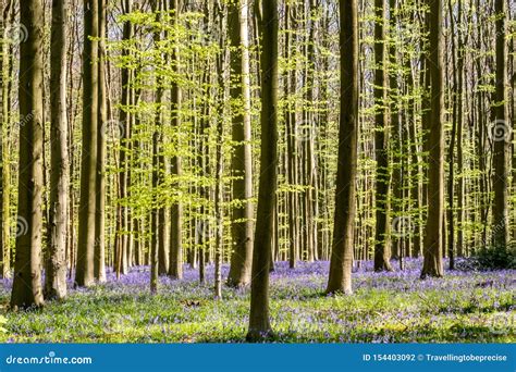 Purple Carpet Of Blooming Bluebells In The Blue Forest Belgium Stock