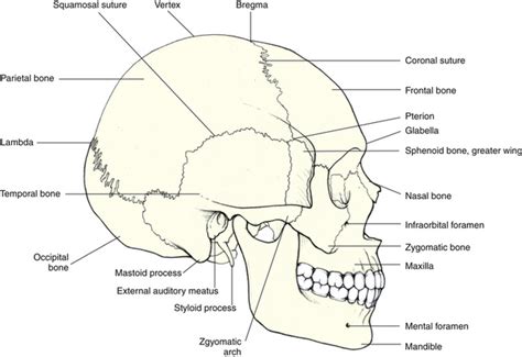 Bones Of The Skull And Orbit Basicmedical Key