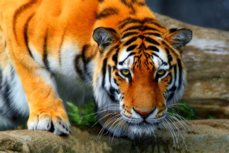 India Just Experienced A Massive Tiger Boom But The Species Is Still