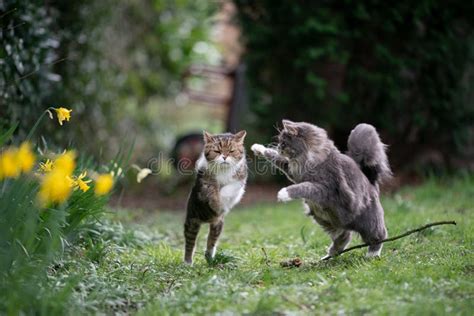 Two Playing Cats Running Around Outdoors Having A Race In A Garden