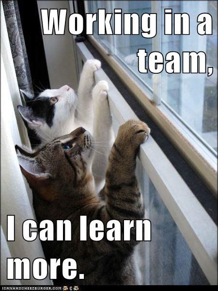 Working In A Team I Can Learn More Funny Cat Memes Videos Funny