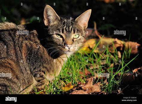 A Tabby Cat Outdoors Hunting For Prey Stock Photo Alamy