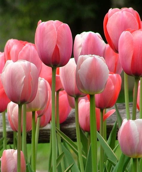 The Big Shades Of Pink Tulip Special 20 Off Web Specials Flower