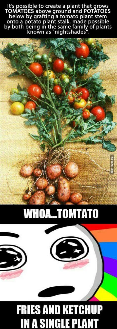 Tomtato Gardening Humor Potatoes Tomato