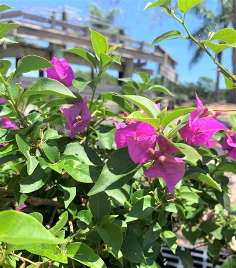 Rockledge Gardens Bougainvillea New River Purple 3 Gal