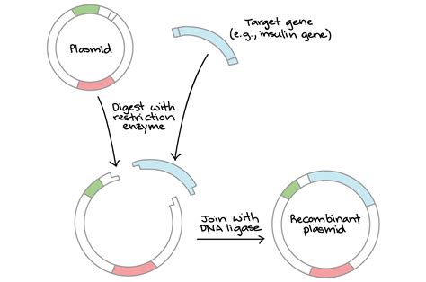 ขั้นตอนการทำ Gene Cloning