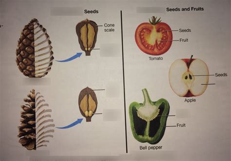 Bio 1202 Lab Exam Gymnosperm Seeds Vs Angiosperms Seeds And Fruits