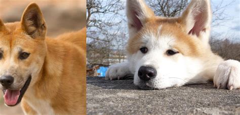 Dingo Vs Akita Breed Comparison Mydogbreeds