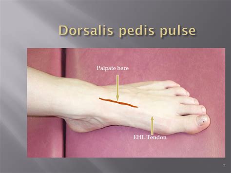 Dorsalis Pedis Pulse Arteries And Veins Of The Lower Limb Dr