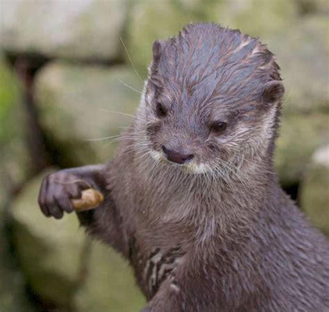 So she found a local chiropractor who worked on the ferret for free (as the chiropractor wasn't licensed to work on animals) and he is fine now. Do Otters Make Good Pets? | Critters Aplenty