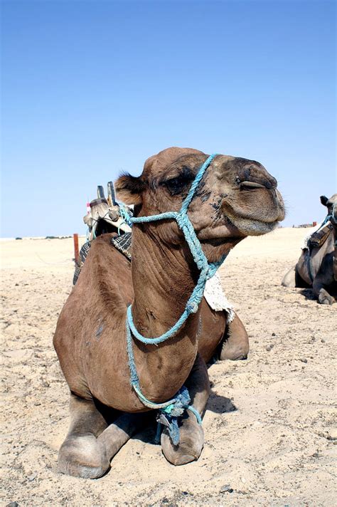 Free Photo Camel Animal Closeup Desert Animals Desert Sand