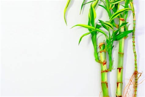 Use filtered or distilled water to lucky bamboo grows naturally in the shade of larger plants, so it is best placed in an area with indirect light. Bamboo Fertilizer » Top Tips on Feeding