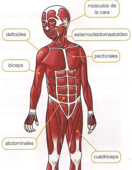 Sistema Muscular Senalando Sus Partes Sistema Muscular Dibujo Del Images