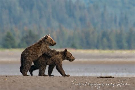 Grizzly Bear Cubs Play Shetzers Photography