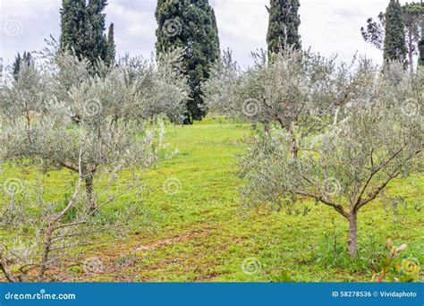 Orchards Organized Into Rows On Rolling Hills Stock Photo Image Of
