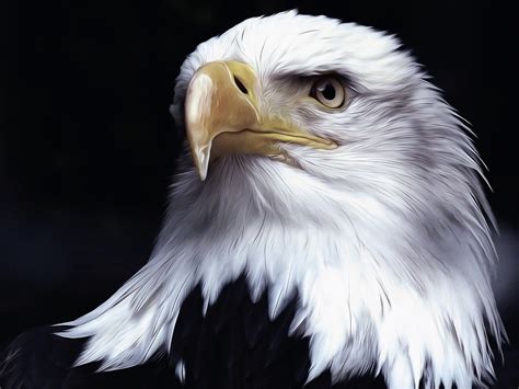 Oil Painting Portrait Of A Bald Eagle Hd Wallpaper Hintergrund
