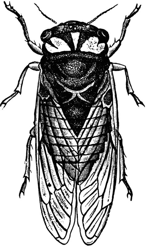Download black white images and photos. Cicada clipart - Clipground