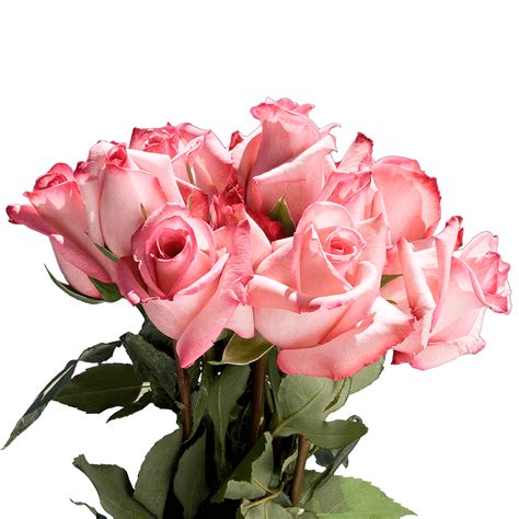 Premium Pink Roses Red Tips Globalrose