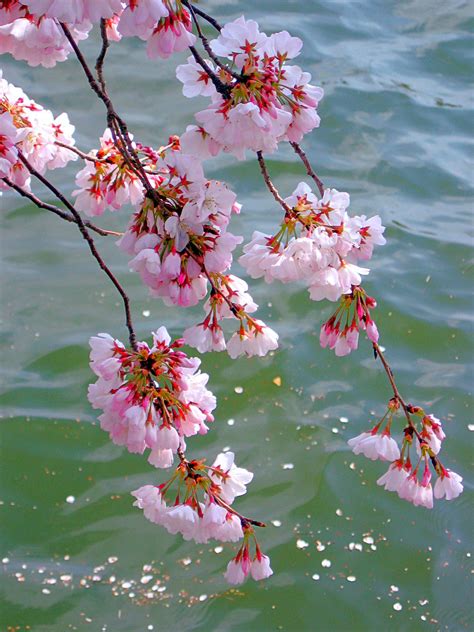 Maybe you would like to learn more about one of these? Cherry Blossoms in Washington, DC! | Pretty flowers ...