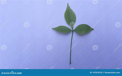 Beauty Of Baby Leaves Stock Image Image Of Light Beautiful 147878703