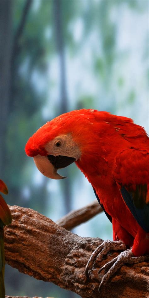1080x2160 Scarlet Macaw 5k One Plus 5thonor 7xhonor View 10lg Q6 Hd