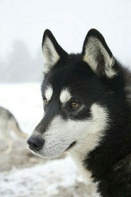 Huskyrace053 Siberian Huskies Dog And Animal