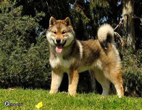 Shikoku Young Female Israel Born In Japan Japanese Dogs Domestic