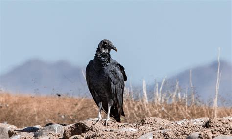 Black Vulture Sonora Desert Arizona Wildlifephotography