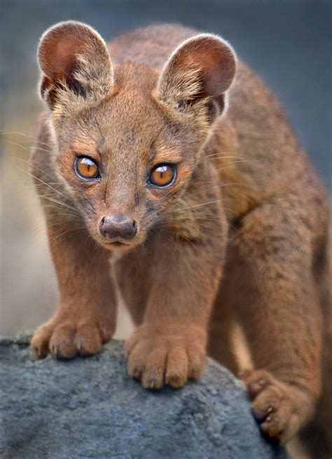 Watch Dog Or Cat A Fossa Pup Is On The Lookout At The S Ion Moe