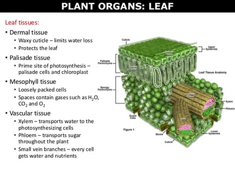 Plant cell tiss organ cult. 07 plant cells, tissues and organs